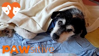 Alone for 6 Weeks After Owner Unexpectedly Dies - starving pup won't leave his side | PAWsitive 🧡 by PAWsitive 38,499 views 4 years ago 4 minutes, 3 seconds