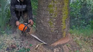 the right place | Cutting  palm trees with sthil chainsaws,