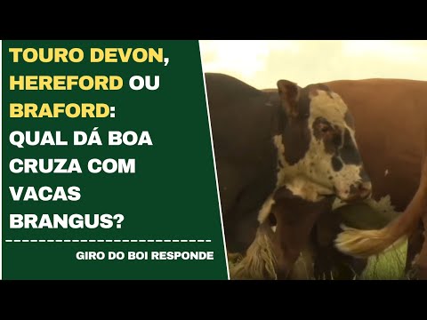 TOURO DEVON, HEREFORD OU BRAFORD: QUAL DÁ BOA CRUZA COM VACAS BRANGUS?