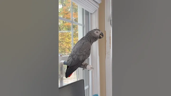 One minute with Symon this afternoon🦜💕#symontheafricangreyparrot #funnyparrot #talkingparrot #pets