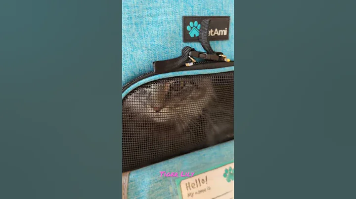 Video 2293841: mainecoon cat kitten pets, tiger maine coon, european maine coon