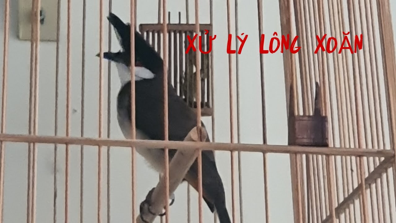 XỬ LÝ LÔNG LỖI//PHÌNH LÔNG BỤNG//PHƠI NẮNG