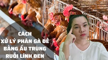 Hé Lộ | Cách Xử Lý Phân Gà Đẻ, Cút Đẻ Nuôi Ruồi Lính Đen Hiệu Quả Nhất | Vy