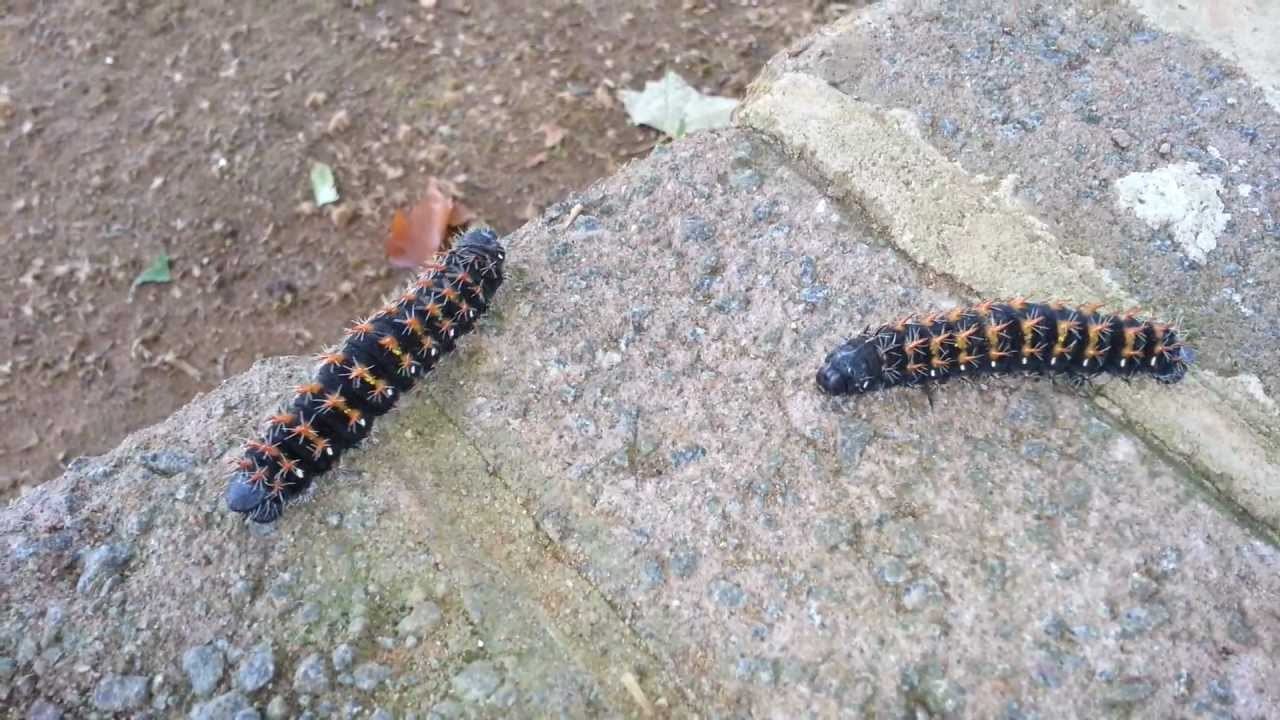 Hairy Caterpillar Howick Pietermaritzburg South Africa YouTube
