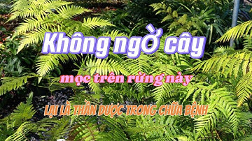 Không ngờ cây mọc trên rừng này lại là thần dược trong chữa bệnh