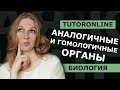 Биология | Аналогичные и гомологичные органы