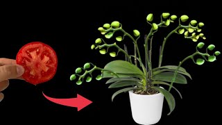 Just 1 slice of tomato, many orchid buds will magically grow on the same branch