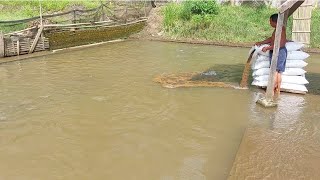 MANTAP, BAPAK INI BUDIDAYA IKAN NILA MENGGUNAKAN AIR DARI SUNGAI ALAM