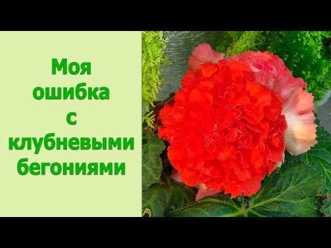 Цветочные будни. Клубни