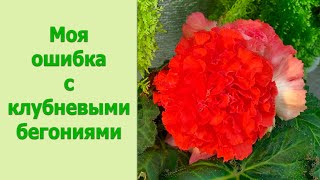 видео: Цветочные будни. Клубни бегоний, которые не спали. картинка: Цветочные будни. Клубни бегоний, которые не спали.