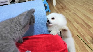 My Kitten Beat My Dog__Binbo Is Cat #82 by Binbo Is Cat 25 views 3 years ago 1 minute, 1 second