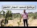 برنامج تسميد أشجار المانجو 
