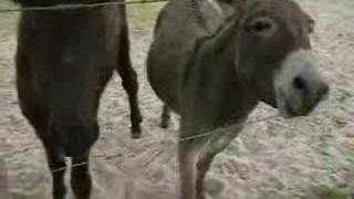 Donkeys Eating from my Hand (1 of 2)