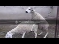 mating sheep and mutton   تزاوج الغنم