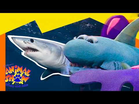 🦈 Sharks vs. Sea Lions! Secrets Beneath the Waves 🦭 | Full Episode | Animals Show for Kids