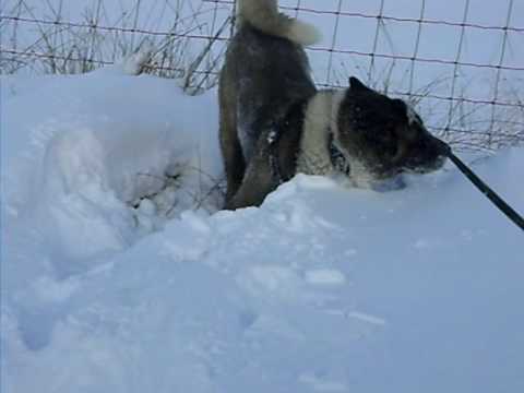 Akita in snow