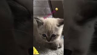 Hes Now Grown Up, Our Dear Kitten