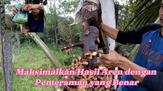 Cara Pemotongan Dan Pemeraman Manggar Aren Yang Benar