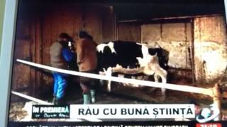 Consumam carne si lapte cu antibiotice ! partea a 2-a