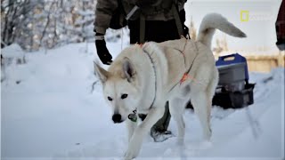 Corrida contra o frio | Alasca, os novos pioneiros