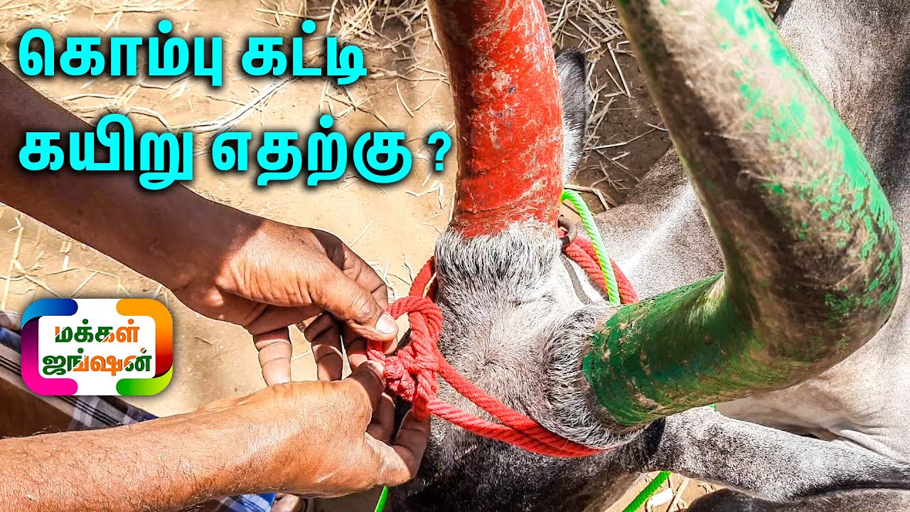 மாட்டுக்கு கொம்பு கட்டி கயிறு எதற்கு ? || தலைக்கயிறு || தலக்கயிறு ||மாடு மொவர கயிறு||வாக்கூடை||PART3