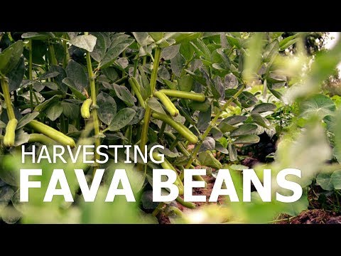 Video: Cây đậu fava cao bao nhiêu?