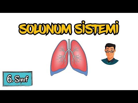 Solunum Sistemi / 6. Sınıf