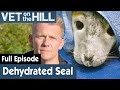Baby Seal Is In A Critical Condition | FULL EPISODE | S03E20 | Vet On The Hill