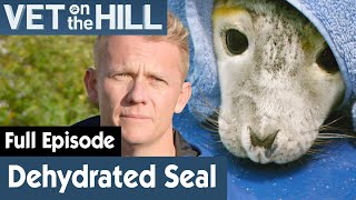 Baby Seal Is In A Critical Condition | FULL EPISODE | S03E20 | Vet On The Hill