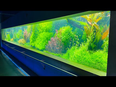 Пресноводный аквариум в Польше