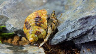 4K funny pet reaction | Cute pet hermit crab crawling among the rocks -Pet Home -2023 #001