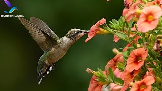 Suara burung muming / Panggilan burung kolibri / Suara burung / Panggilan burung