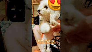 おばあちゃん家で踊らされるきなこピクミンの歌日常