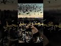 سورة الفيل مع تصوير الأحداث الربط في التعليق المثبت سورة الفيل مع تصوير الأحداث الربط في التعليق المثبت