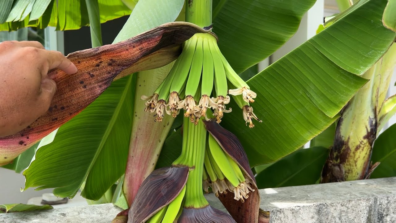 Thanks to the fertilizer? The bananas are growing rapidly. But