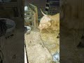 New stable for a pregnant Highland cow