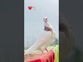 Pigeon Lover Lalsara Bcha Makoua Ankh Ka