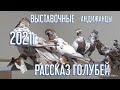 Андижанских голубей Обзор рассказ Выставочные  Голуби #tauben #pigeons