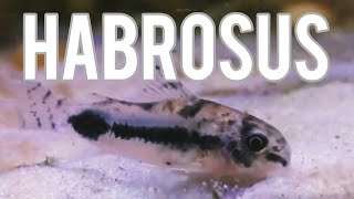 Corydoras with Pufferfish? (Tank Update)
