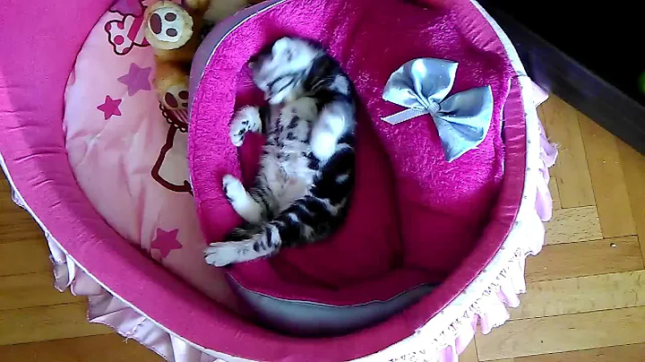 Video 729231: silver tabby british, silver tabby kitten