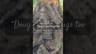 Even Doug’s need hugs! #shortsfeed #shortsvideo  #hugatree #douglasfir #naturetherapy #oxytocin