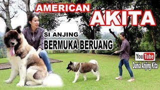 Anjing Bermuka Beruang  American Akita | Akita The BearFaced Dog  Michelle Series