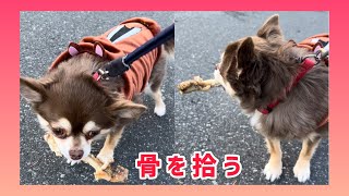 【ゴミ拾い】クリスマスに捨てられた骨を拾うチワワが可愛いwww #shorts #dog #Chihuahua【mero&milk】【ポイ捨てダメ】