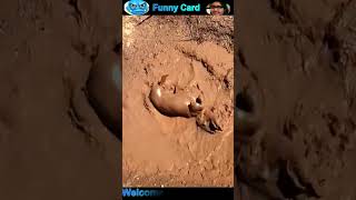 funny cat and dog videos #cat #dog #shorts #pets #funnycats #funnydogs #cute #cutecat