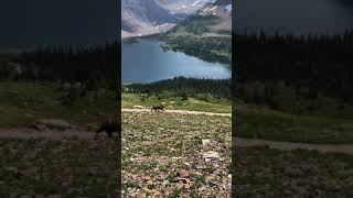 Download Lagu Glacier National Park Grizzly Mama and Cubs MP3