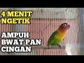 Lovebird Ngetik Durasi Panjang Mp3 - Mp4 Download