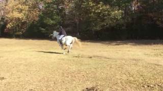 Slo-mo Left Lead Gallop