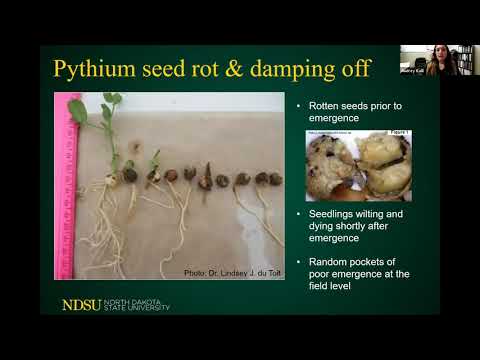 Video: Cowpea Cotton Root Root: Lær om Root Root Control For Southern Peas