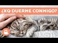 ¿Por qué mi gato duerme conmigo? - 5 motivos que te encantarán