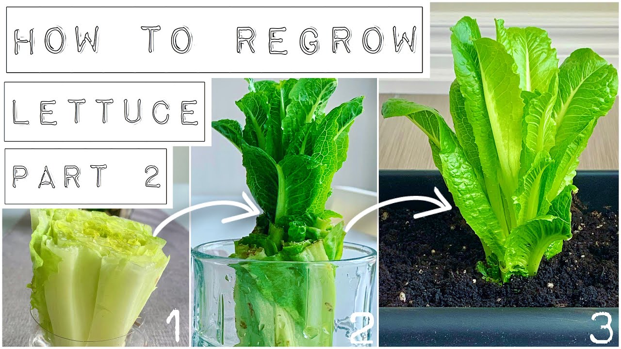 HOW TO REGROW LETTUCE Part 2: When & How To Plant In Soil 